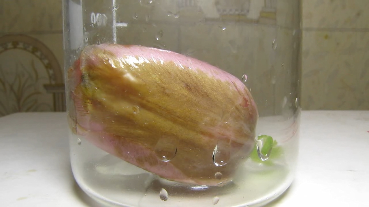 Pink tulip, ammonia and acetic acid